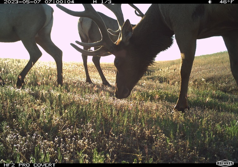 Elk Bull and Cows
