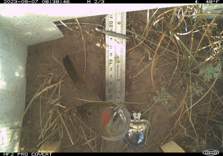 Green tailed towhee