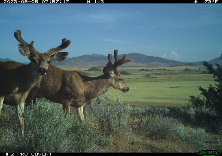 Mule Deer Bucks