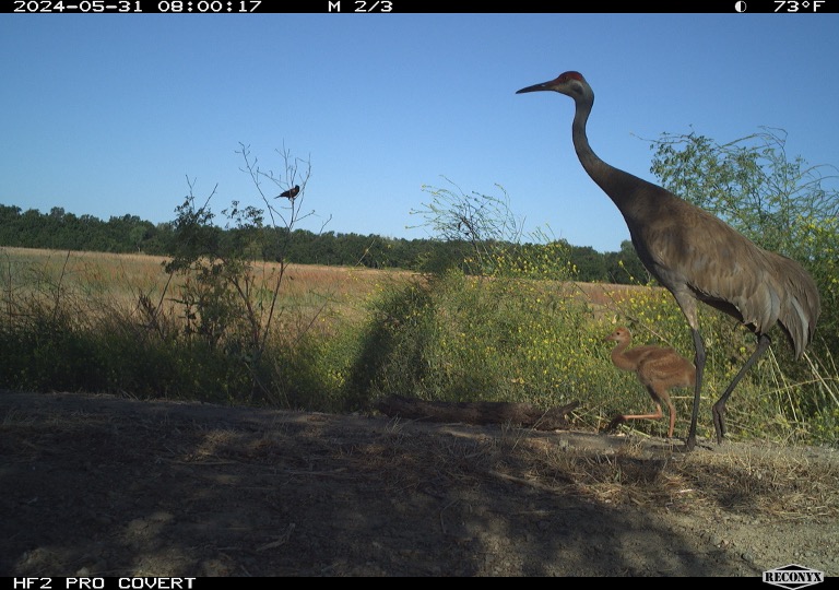 Sandhill Crane Adult and Colt